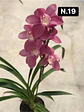 PACK 10 Orquídeas Cymbidium sem flor a 4.90€ (Tamanho Planta/ Pequeno- Médio)  - Thumbnail 18