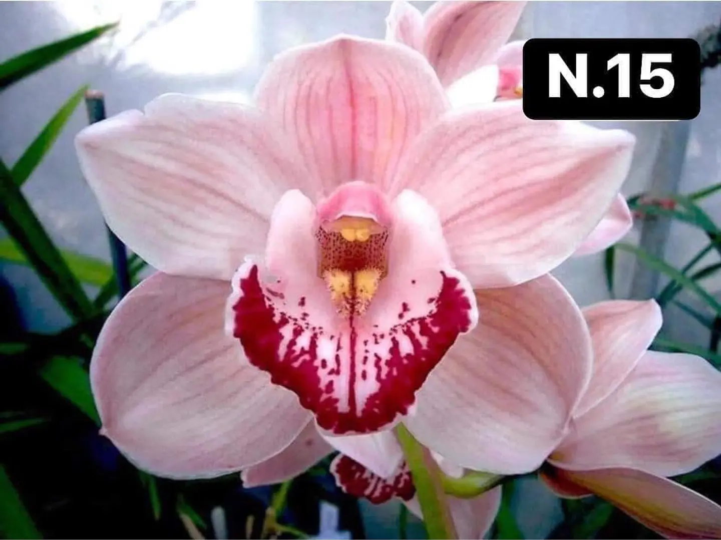 PACK 10 Orquídeas Cymbidium sem flor a 4.90€ (Tamanho Planta/ Pequeno- Médio)  13