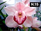 PACK 10 Orquídeas Cymbidium sem flor a 4.90€ (Tamanho Planta/ Pequeno- Médio)  - Thumbnail 13