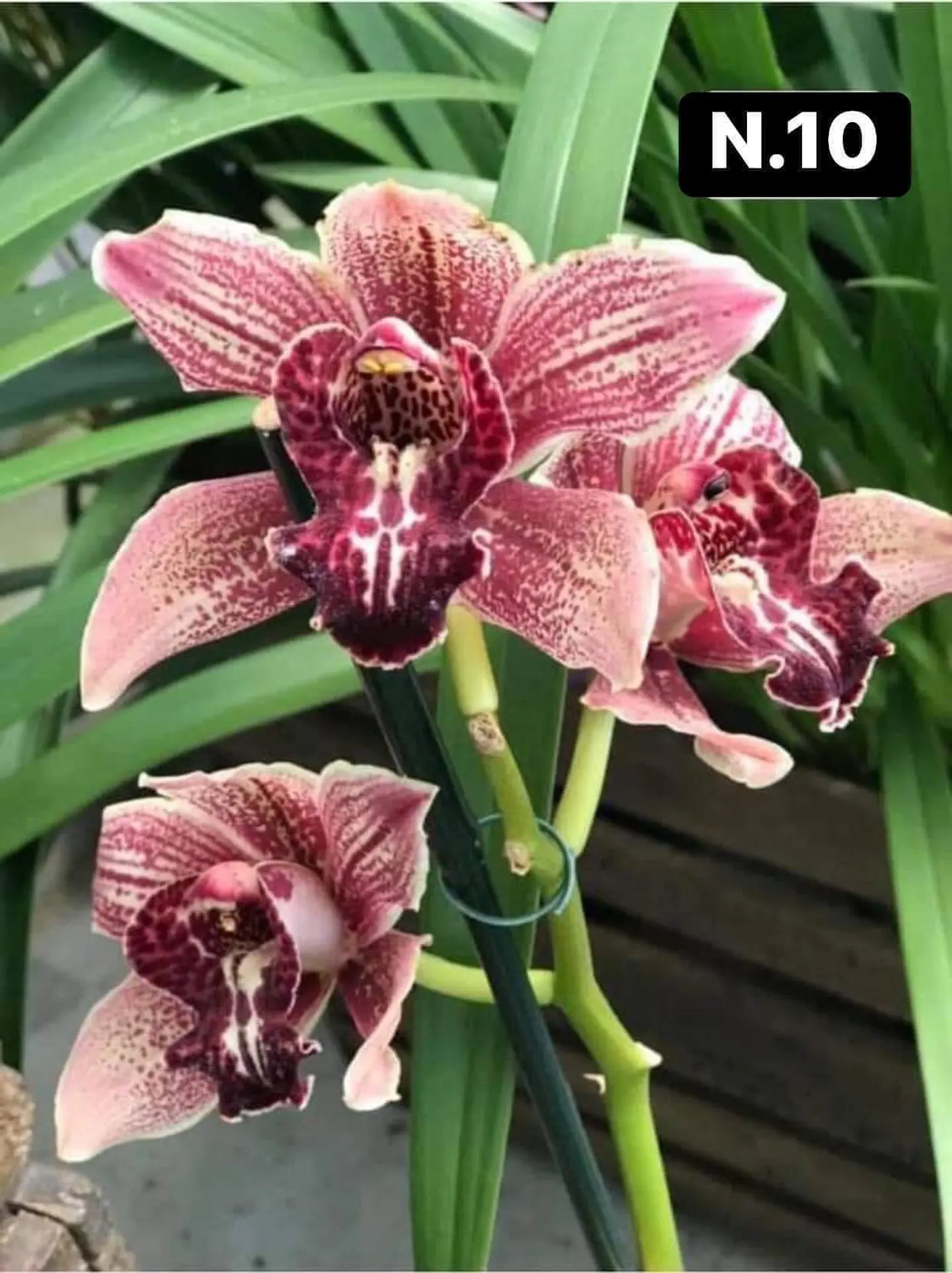 PACK 10 Orquídeas Cymbidium sem flor a 4.90€ (Tamanho Planta/ Pequeno- Médio)  19