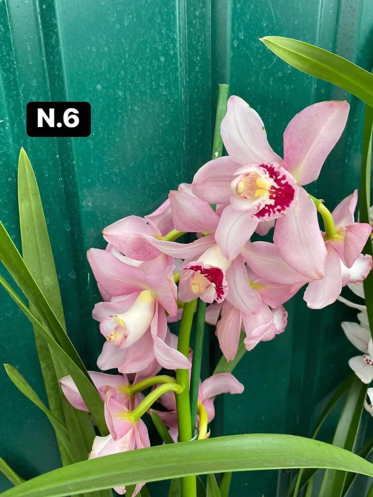 PACK 10 Orquídeas Cymbidium sem flor a 4.90€ (Tamanho Planta/ Pequeno- Médio)  6