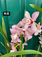 PACK 10 Orquídeas Cymbidium sem flor a 4.90€ (Tamanho Planta/ Pequeno- Médio)  - Thumbnail 6