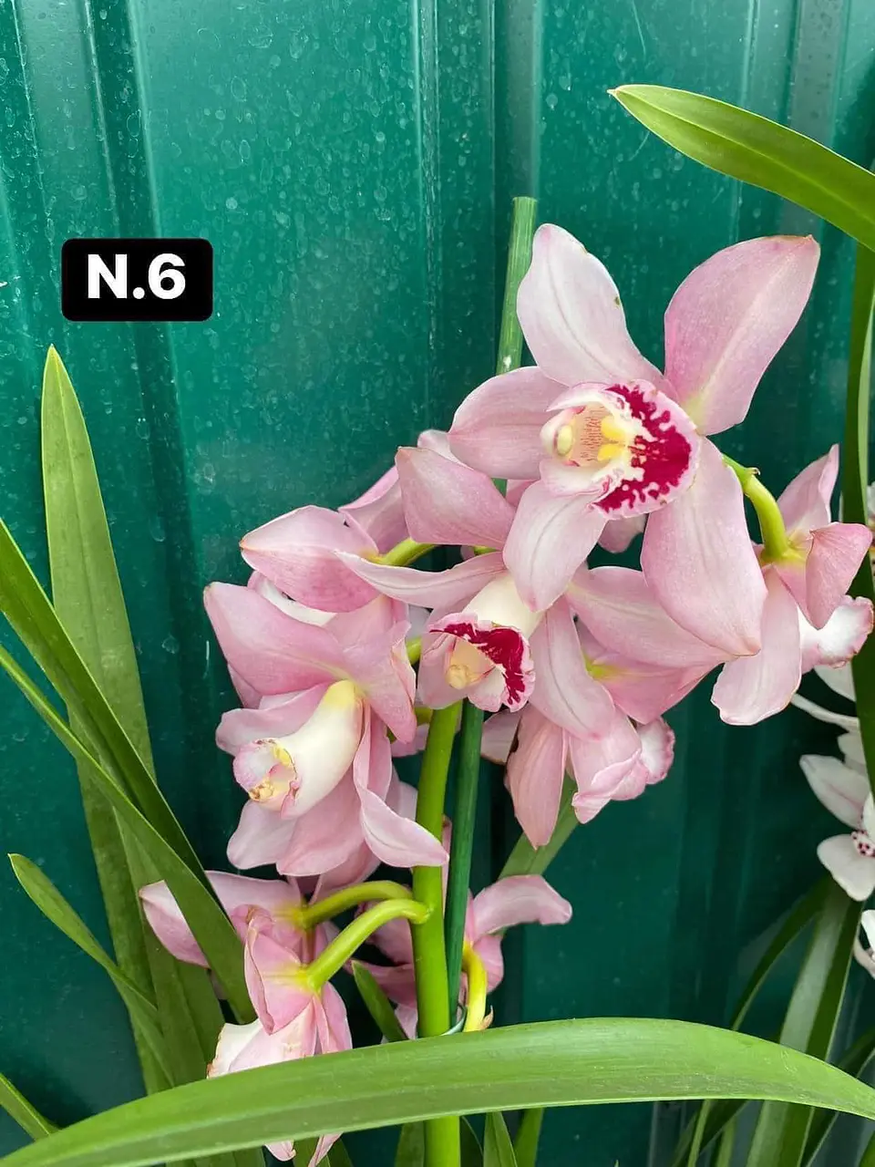 PACK 10 Orquídeas Cymbidium sem flor a 4.90€ (Tamanho Planta/ Pequeno- Médio)  6