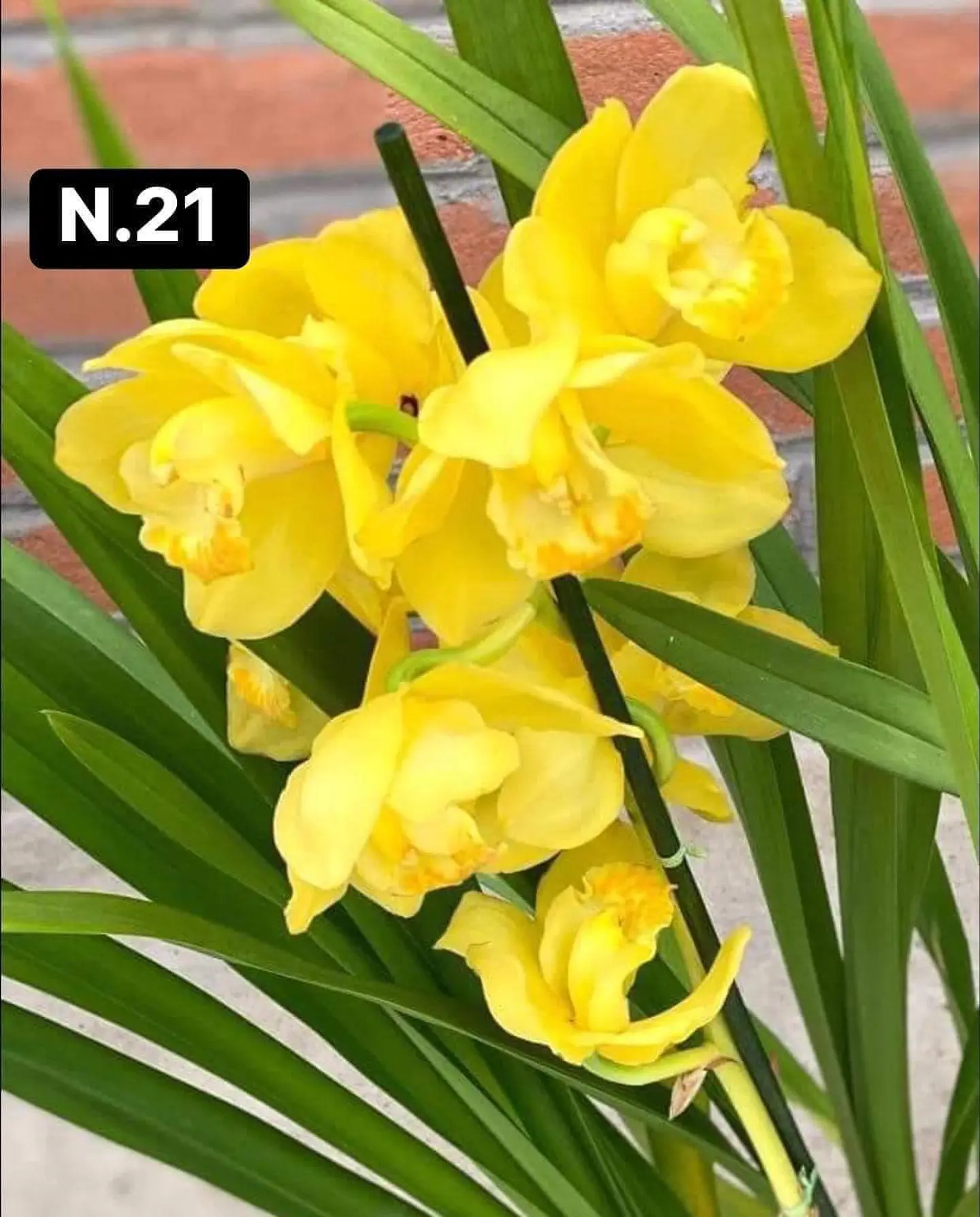 PACK 10 Orquídeas Cymbidium sem flor a 4.90€ (Tamanho Planta/ Pequeno- Médio)  21