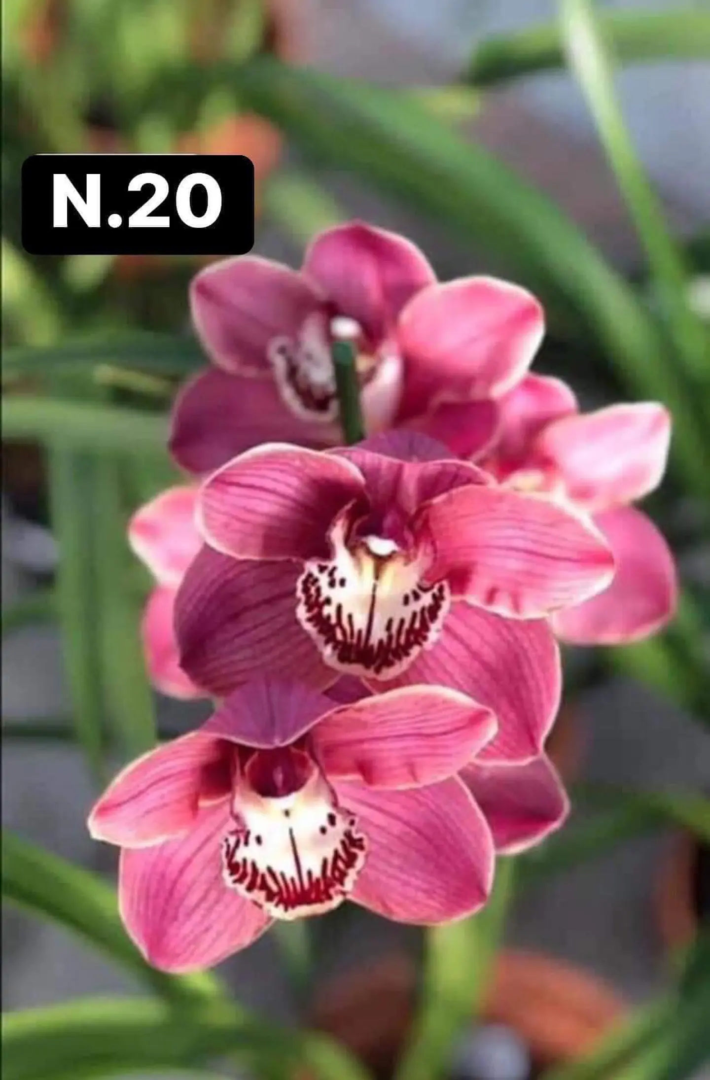 PACK 10 Orquídeas Cymbidium sem flor a 4.90€ (Tamanho Planta/ Pequeno- Médio)  20