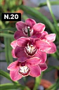 PACK 10 Orquídeas Cymbidium sem flor a 4.90€ (Tamanho Planta/ Pequeno- Médio)  - Thumbnail 20