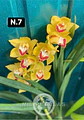PACK 10 Orquídeas Cymbidium sem flor a 4.90€ (Tamanho Planta/ Pequeno- Médio)  - Thumbnail 7