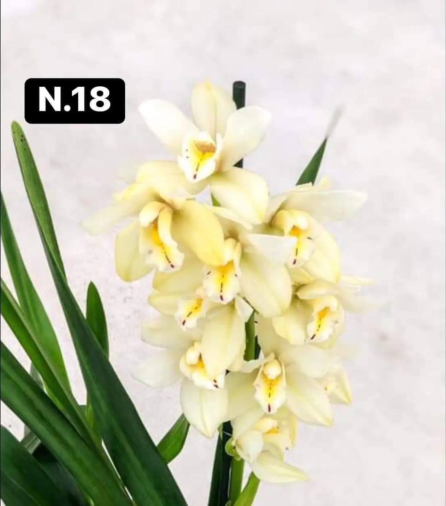 PACK 10 Orquídeas Cymbidium sem flor a 4.90€ (Tamanho Planta/ Pequeno- Médio)  17