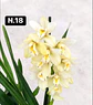 PACK 10 Orquídeas Cymbidium sem flor a 4.90€ (Tamanho Planta/ Pequeno- Médio)  - Thumbnail 17