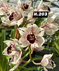 EDIÇÃO ESPECIAL - Orquídeas Cymbidium de Coleção com 3/4 bolbos cada: - Thumbnail 4