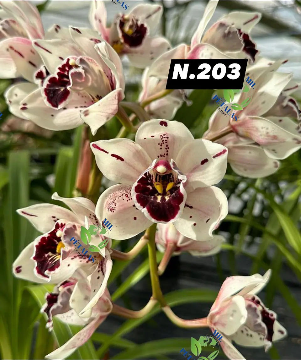 EDIÇÃO ESPECIAL - Orquídeas Cymbidium de Coleção com 3/4 bolbos cada: 4
