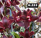 EDIÇÃO ESPECIAL - Orquídeas Cymbidium de Coleção com 3/4 bolbos cada: - Thumbnail 24