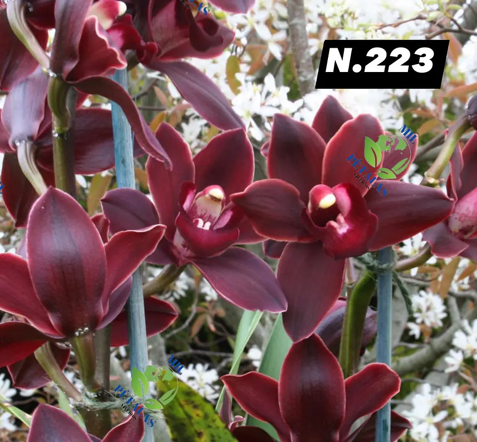 EDIÇÃO ESPECIAL - Orquídeas Cymbidium de Coleção com 3/4 bolbos cada: 24