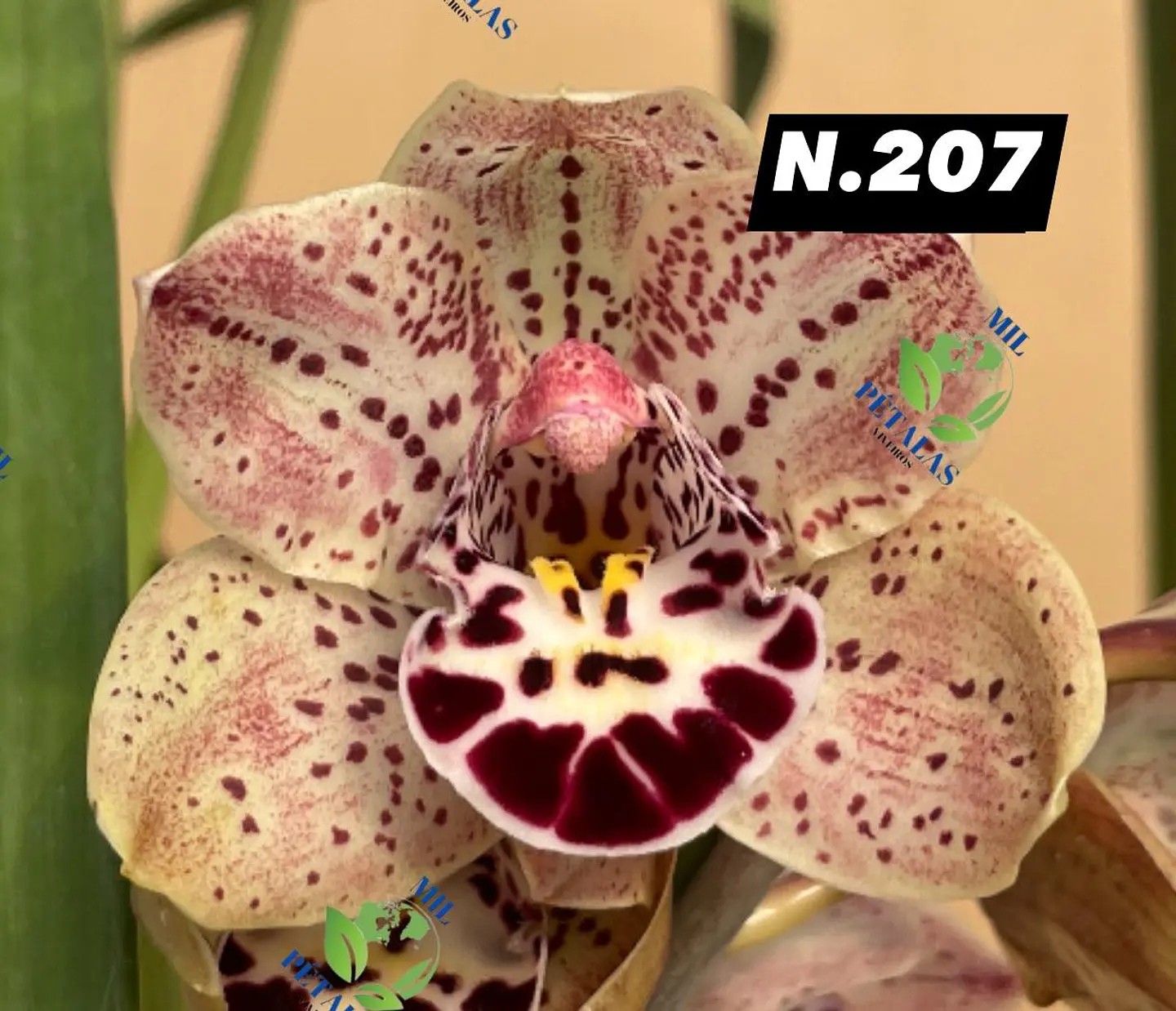 EDIÇÃO ESPECIAL - Orquídeas Cymbidium de Coleção com 3/4 bolbos cada: 8