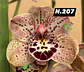 EDIÇÃO ESPECIAL - Orquídeas Cymbidium de Coleção com 3/4 bolbos cada: - Thumbnail 8