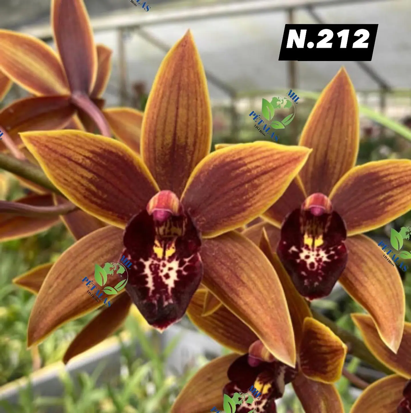 EDIÇÃO ESPECIAL - Orquídeas Cymbidium de Coleção com 3/4 bolbos cada: 13