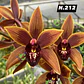 EDIÇÃO ESPECIAL - Orquídeas Cymbidium de Coleção com 3/4 bolbos cada: - Thumbnail 13
