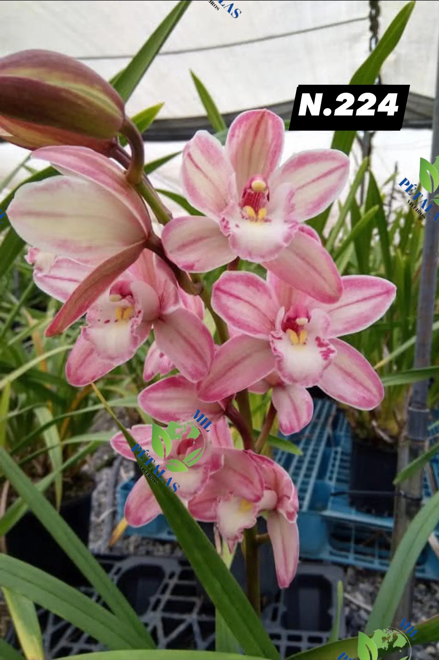 EDIÇÃO ESPECIAL - Orquídeas Cymbidium de Coleção com 3/4 bolbos cada: 25