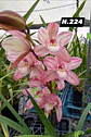 EDIÇÃO ESPECIAL - Orquídeas Cymbidium de Coleção com 3/4 bolbos cada: - Thumbnail 25