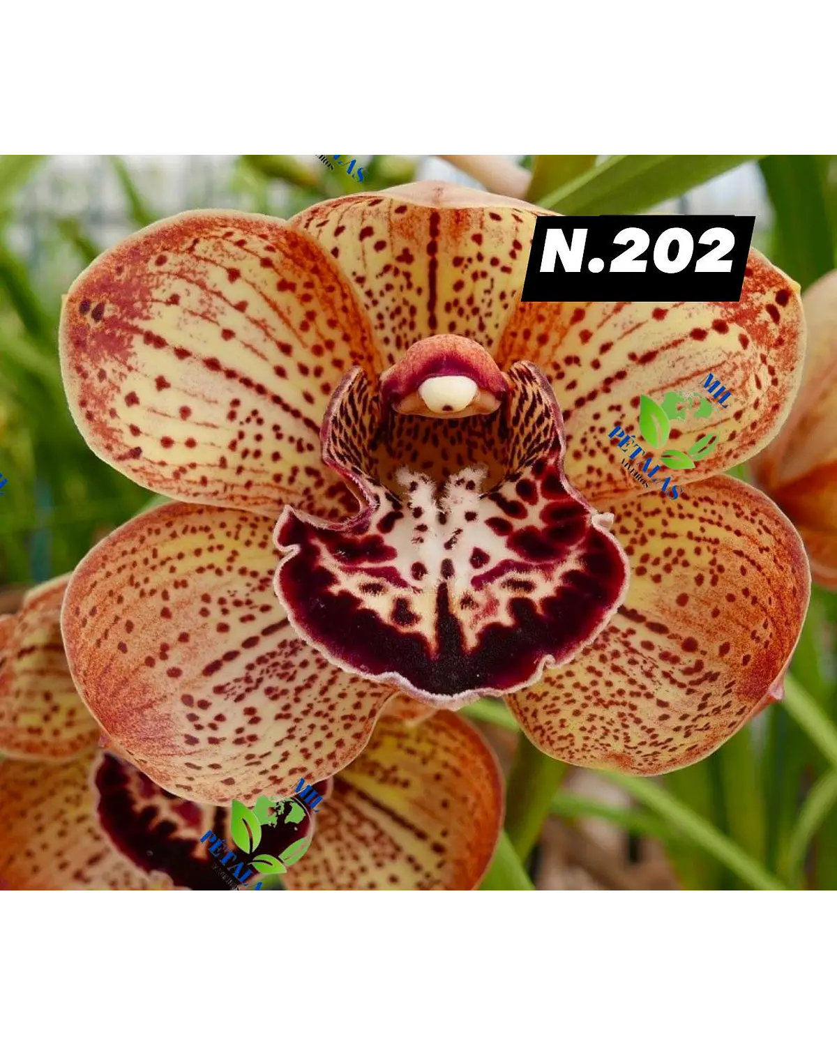 Orquídea Cymbidium de coleção em flor