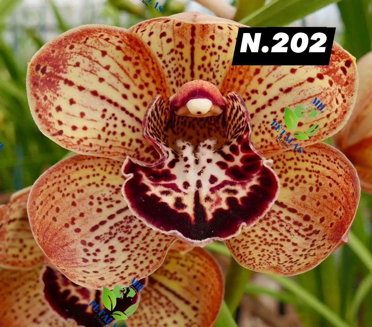 EDIÇÃO ESPECIAL - Orquídeas Cymbidium de Coleção com 3/4 bolbos cada: 3