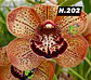 EDIÇÃO ESPECIAL - Orquídeas Cymbidium de Coleção com 3/4 bolbos cada: - Thumbnail 3