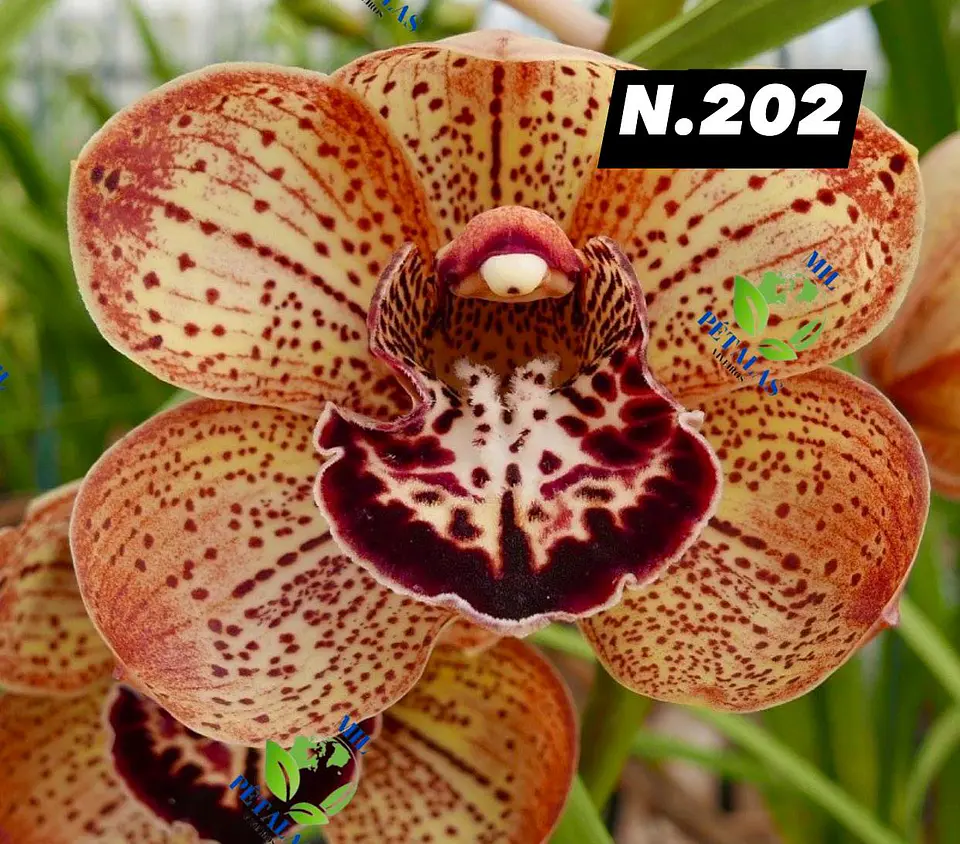 EDIÇÃO ESPECIAL - Orquídeas Cymbidium de Coleção com 3/4 bolbos cada: 3