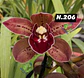 EDIÇÃO ESPECIAL - Orquídeas Cymbidium de Coleção com 3/4 bolbos cada: - Thumbnail 7