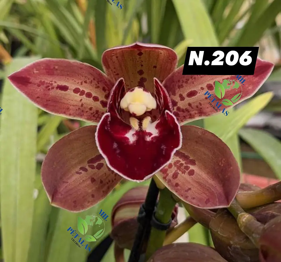 EDIÇÃO ESPECIAL - Orquídeas Cymbidium de Coleção com 3/4 bolbos cada: 7