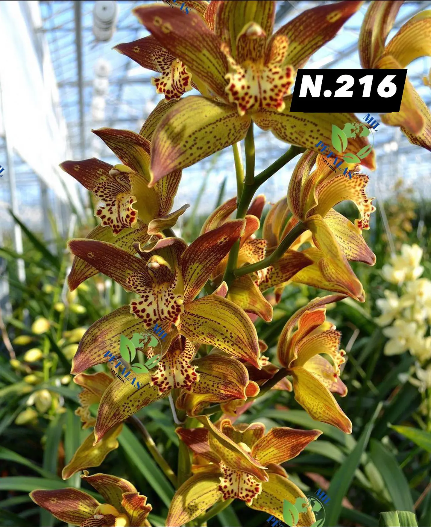 EDIÇÃO ESPECIAL - Orquídeas Cymbidium de Coleção com 3/4 bolbos cada: 17