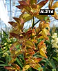 EDIÇÃO ESPECIAL - Orquídeas Cymbidium de Coleção com 3/4 bolbos cada: - Thumbnail 17