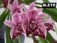 EDIÇÃO ESPECIAL - Orquídeas Cymbidium de Coleção com 3/4 bolbos cada: - Thumbnail 20