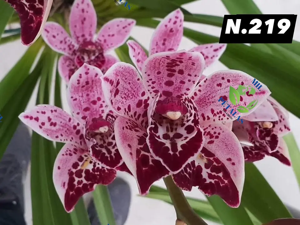 EDIÇÃO ESPECIAL - Orquídeas Cymbidium de Coleção com 3/4 bolbos cada: 20