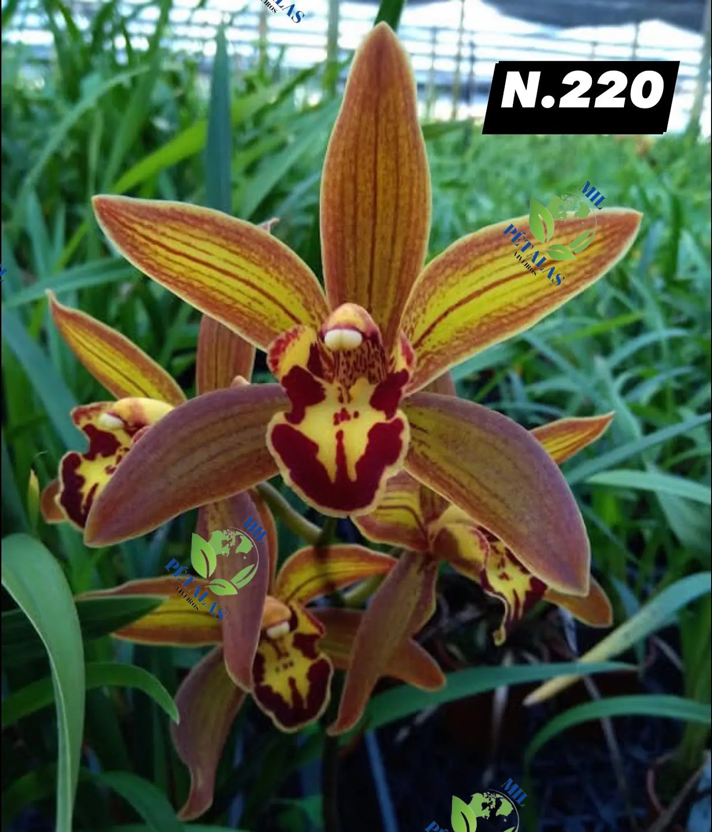 EDIÇÃO ESPECIAL - Orquídeas Cymbidium de Coleção com 3/4 bolbos cada: 21