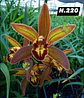 EDIÇÃO ESPECIAL - Orquídeas Cymbidium de Coleção com 3/4 bolbos cada: - Thumbnail 21