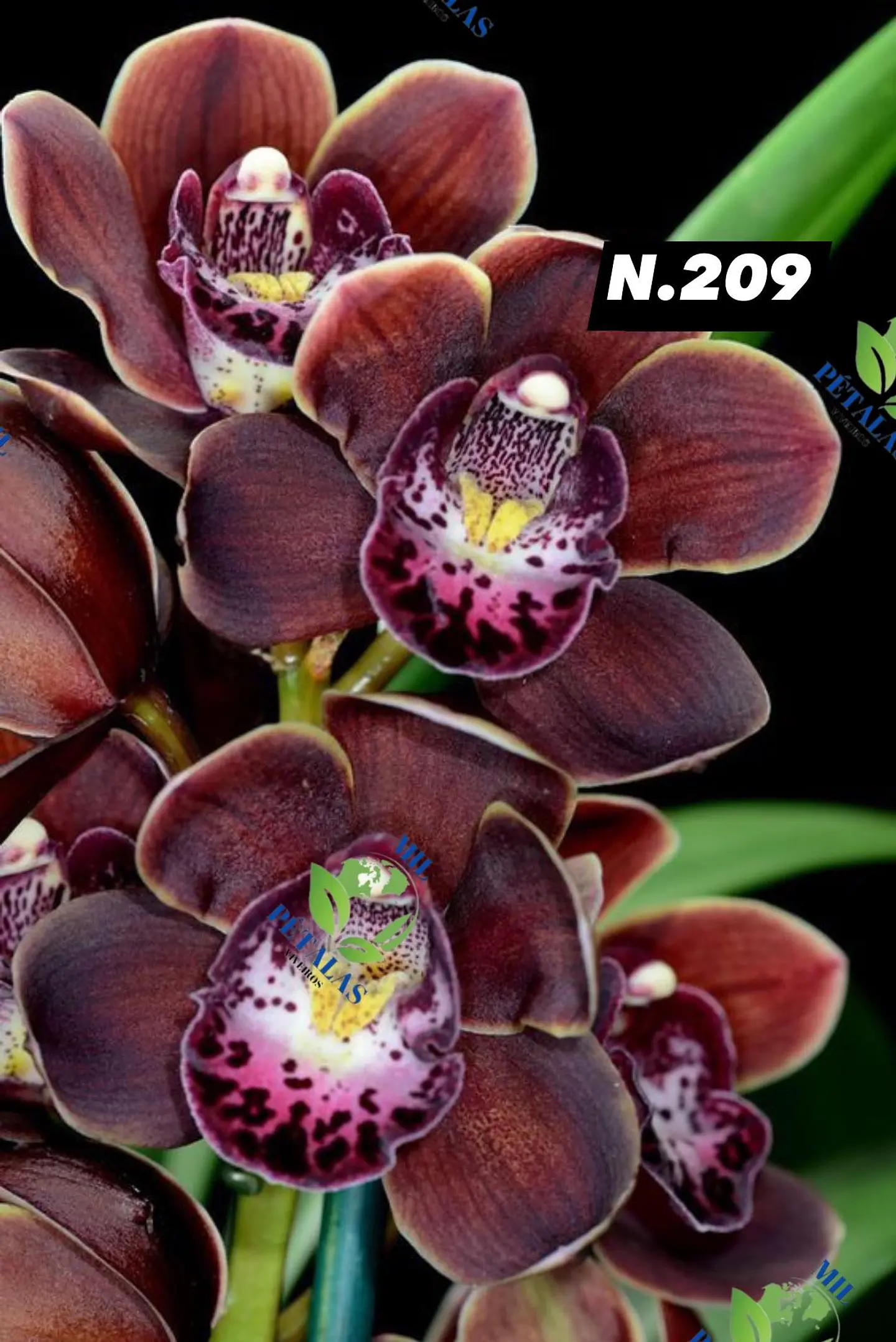 EDIÇÃO ESPECIAL - Orquídeas Cymbidium de Coleção com 3/4 bolbos cada: 10