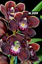 EDIÇÃO ESPECIAL - Orquídeas Cymbidium de Coleção com 3/4 bolbos cada: - Thumbnail 10