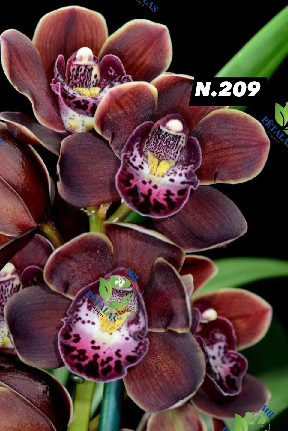 EDIÇÃO ESPECIAL - Orquídeas Cymbidium de Coleção com 3/4 bolbos cada: 10