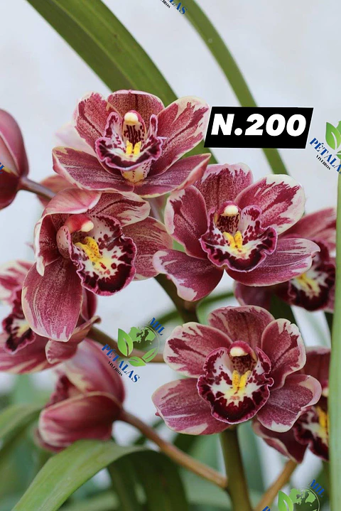 EDIÇÃO ESPECIAL - Orquídeas Cymbidium de Coleção com 3/4 bolbos cada: