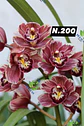 EDIÇÃO ESPECIAL - Orquídeas Cymbidium de Coleção com 3/4 bolbos cada: - Thumbnail 1