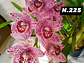 EDIÇÃO ESPECIAL - Orquídeas Cymbidium de Coleção com 3/4 bolbos cada: - Thumbnail 26