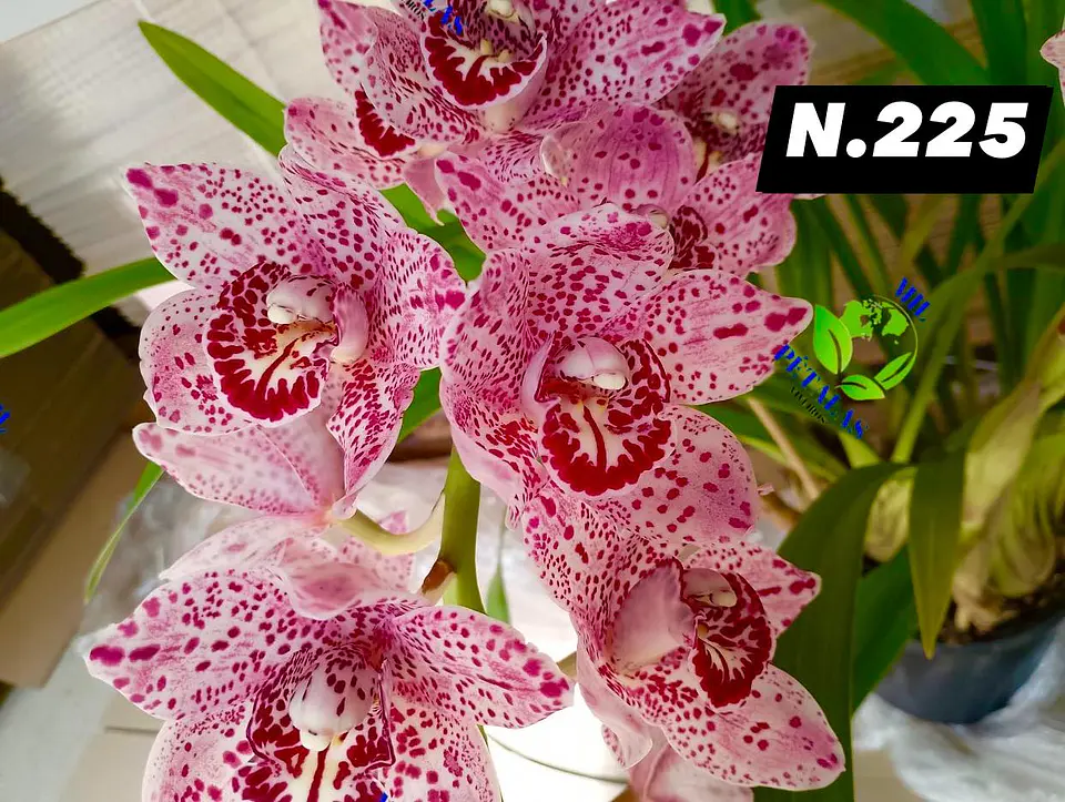 EDIÇÃO ESPECIAL - Orquídeas Cymbidium de Coleção com 3/4 bolbos cada: 26