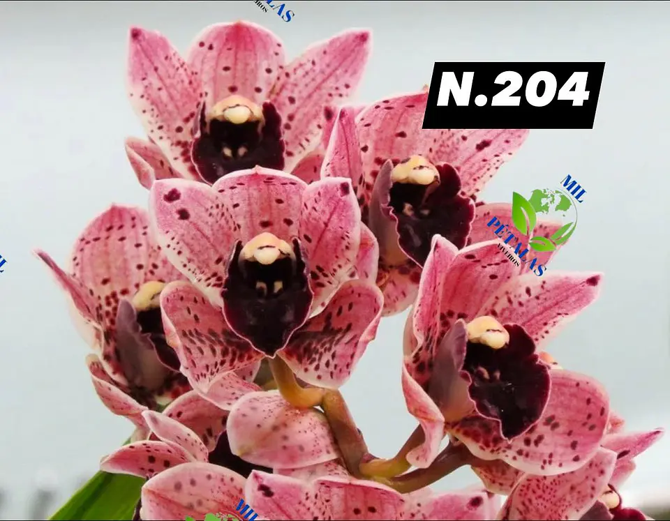 EDIÇÃO ESPECIAL - Orquídeas Cymbidium de Coleção com 3/4 bolbos cada: 5