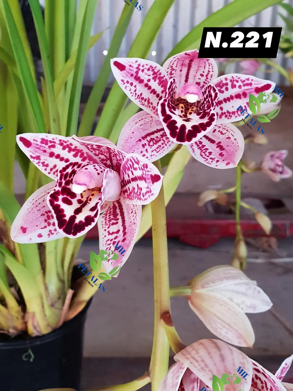 EDIÇÃO ESPECIAL - Orquídeas Cymbidium de Coleção com 3/4 bolbos cada: 22