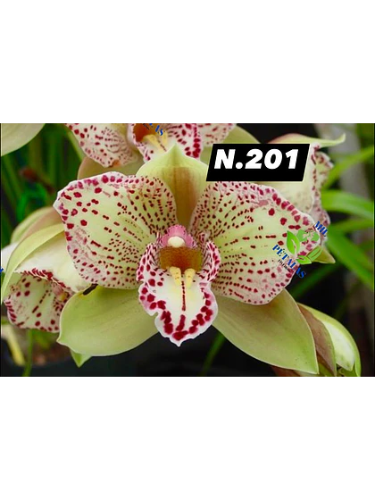 Orquídea Cymbidium verde-amarelada