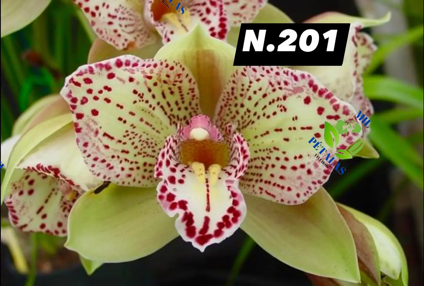 EDIÇÃO ESPECIAL - Orquídeas Cymbidium de Coleção com 3/4 bolbos cada: 2