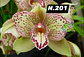 EDIÇÃO ESPECIAL - Orquídeas Cymbidium de Coleção com 3/4 bolbos cada: - Thumbnail 2