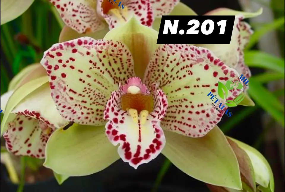 EDIÇÃO ESPECIAL - Orquídeas Cymbidium de Coleção com 3/4 bolbos cada: 2