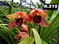 EDIÇÃO ESPECIAL - Orquídeas Cymbidium de Coleção com 3/4 bolbos cada: - Thumbnail 16
