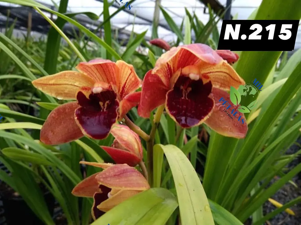 EDIÇÃO ESPECIAL - Orquídeas Cymbidium de Coleção com 3/4 bolbos cada: 16
